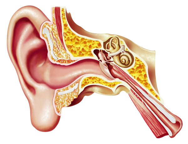 The Balancing Act of Earwax